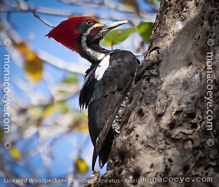 Lineated Woodpecker - Dryocopus lineatus