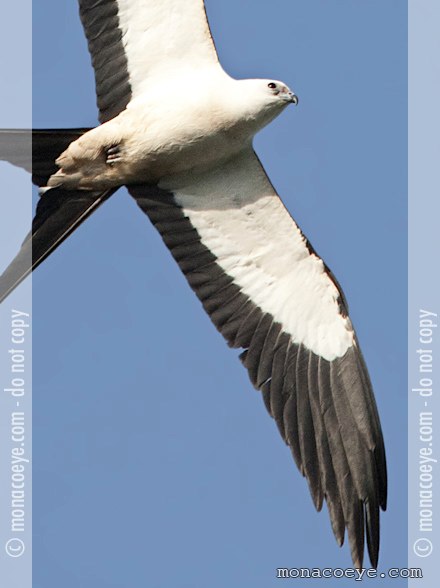 Swallow Tailed Kite - Elanoides forficatus