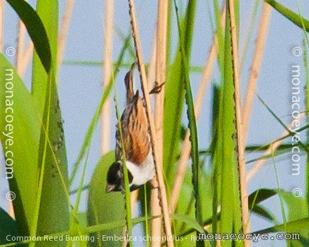 Common Reed Bunting - Emberiza schoeniclus