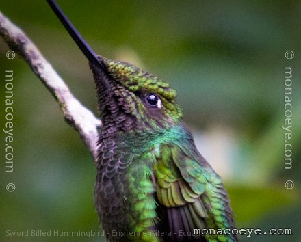 Sword Billed Hummingbird - Ensifera ensifera