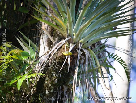 Spot Crowned Euphonia - Euphonia imitans