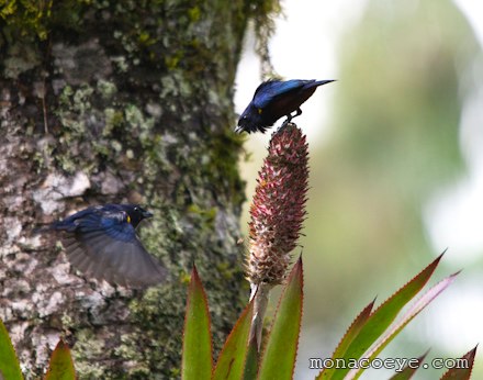 A. Three egg clutch of Chestnut-bellied Euphonia (Euphonia pectoralis)