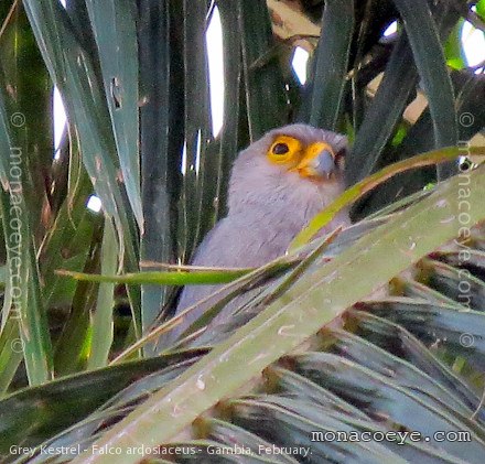 Grey Kestrel - Falco ardosiaceus