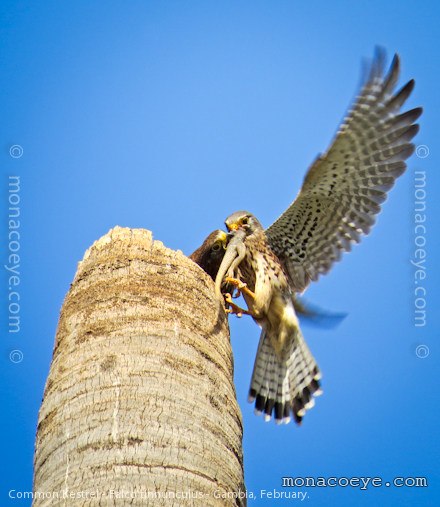 Common Kestrel - Falco tinnunculus