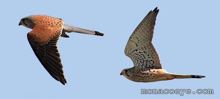 Falco tinnunculus - Common Kestrel - male in flight