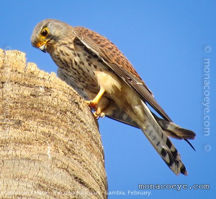 Common Kestrel - Falco tinnunculus