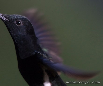 Black Jacobin - Florisuga fusca