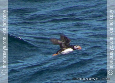 Atlantic Puffin - Fratercula arctica