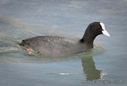 Eurasian Coot - Fulica atra