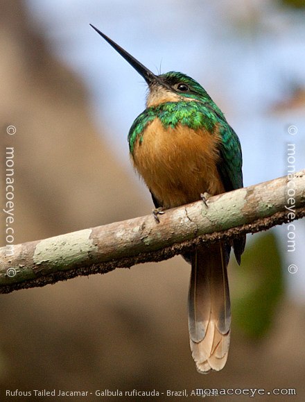 Rufous Tailed Jacamar - Galbula ruficauda