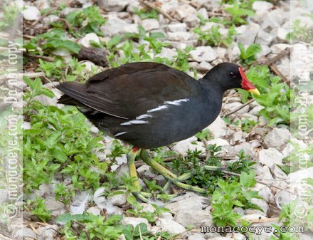 Moorhen Bird