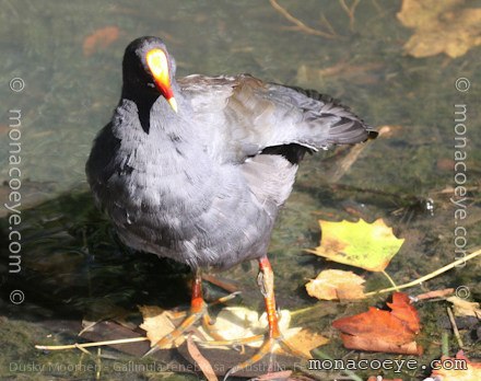 Dusky Scrubfowl