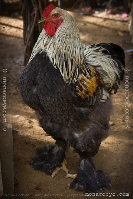 Domestic Chicken - Gallus gallus domesticus - Brahma