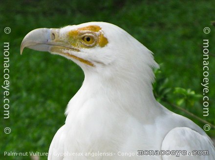 gypohierax_angolensis_palm_nut_vulture_02