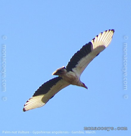 gypohierax_angolensis_palm_nut_vulture_03