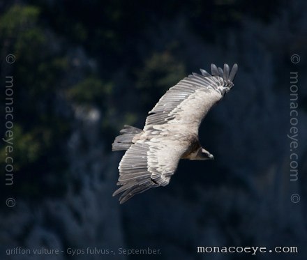 Griffon Vulture - Gyps fulvus , Verdon