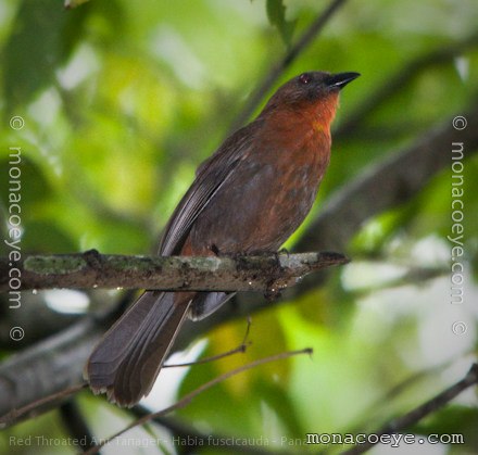 Bird With Red Throat 9