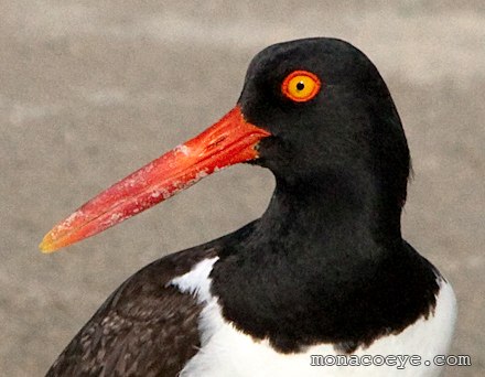 American Oystercatcher - Haematopus palliatus - eye detail