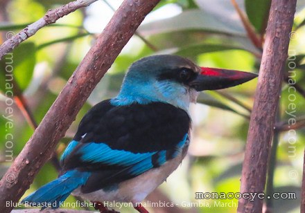 Blue Breasted Kingfisher - Halcyon malimbica