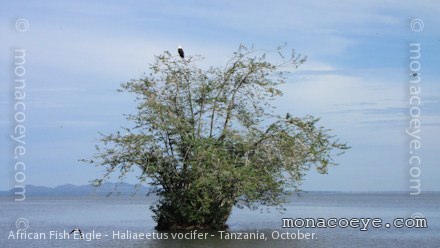 African Fish Eagle - Haliaeetus vocifer