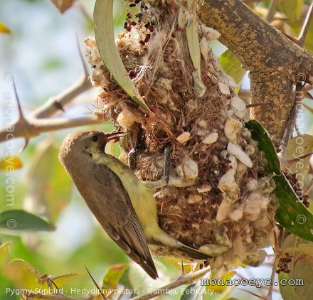Pygmy Sunbird - Hedydipna platura