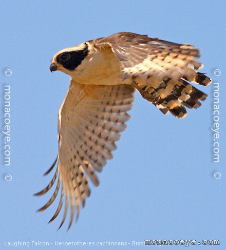 Laughing Falcon - Herpetotheres cachinnans