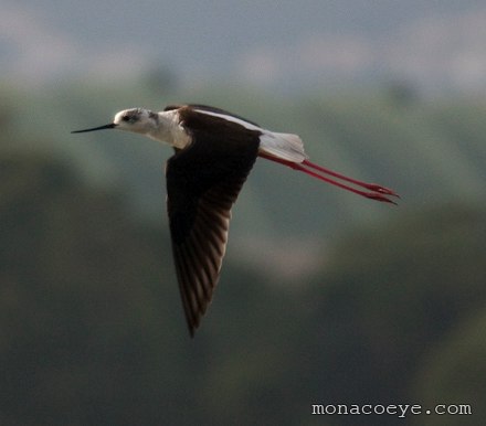 Black Winged Stilt - Himantopus himantopus