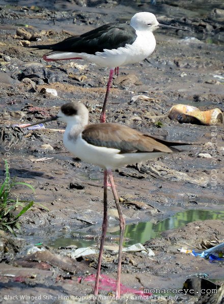 Black Winged Stilt - Himantopus himantopus