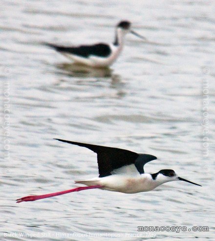 Black Winged Stilt - Himantopus himantopus male in flight