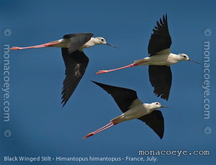 Black Winged Stilt - Himantopus himantopus