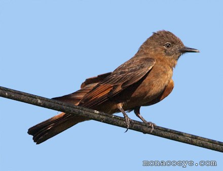 Cliff Flycatcher - Hirundinea ferruginea