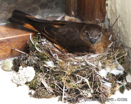 Cliff Flycatcher - Hirundinea ferruginea