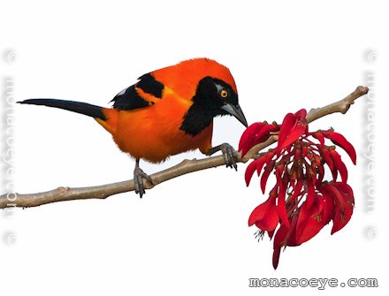 Band-tailed Cacique - Cacicus latirostris - Birds of the World