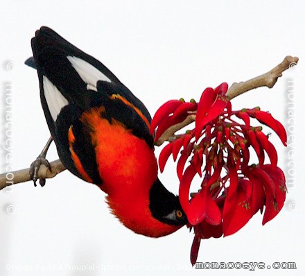 Orange Backed Troupial - Icterus croconotus