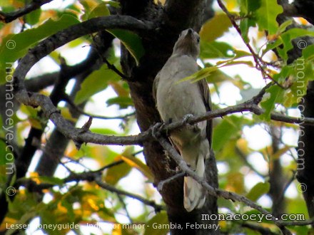 Lesser Honeyguide - Indicator minor