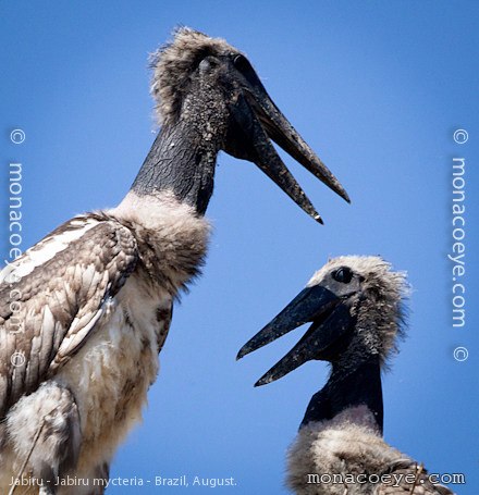 Jabiru - Jabiru mycteria