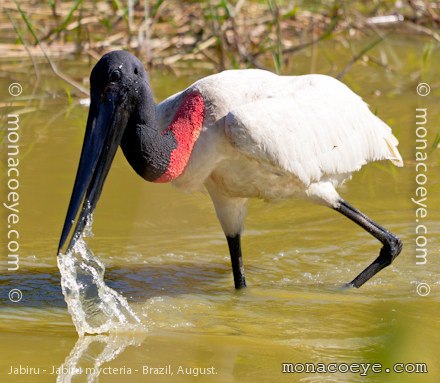 Jabiru - Jabiru mycteria