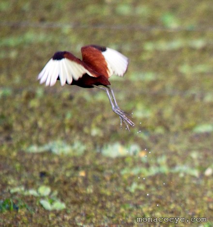 Wattled Jacana - Jacana jacana