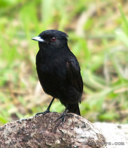 Velvety Black Tyrant - Knipolegus nigerrimus