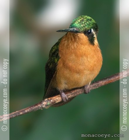 White Throated Mountain Gem - Lampornis castaneoventris
