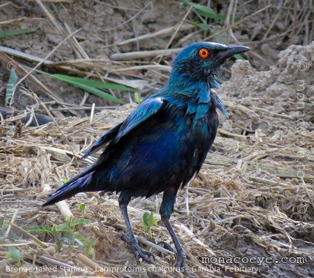 Bronze-tailed Starling - Lamprotornis chalcurus