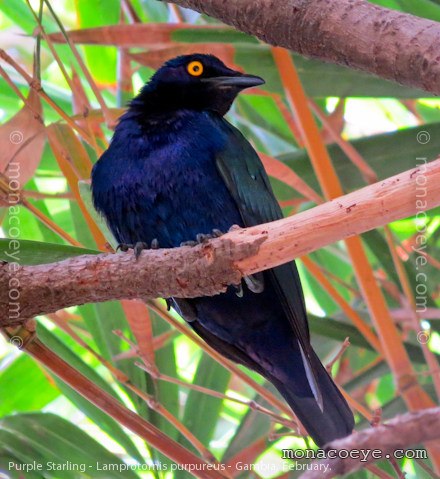 Purple Starling - Lamprotornis purpureus