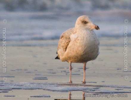 European Herring Gull - Larus argentatus