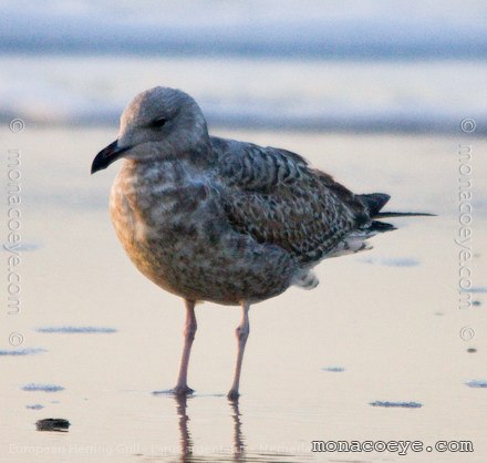 European Herring Gull - Larus argentatus