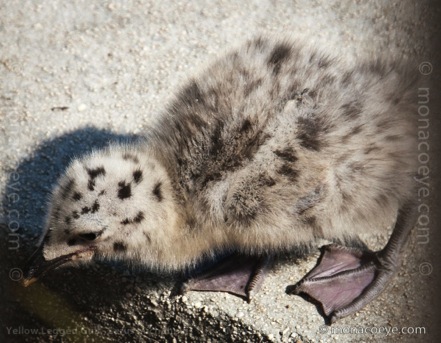 Yellow Legged Gull - Larus michahellis chicks