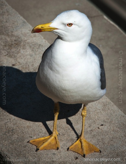 Yellow Legged Gull - Larus michahellis mother