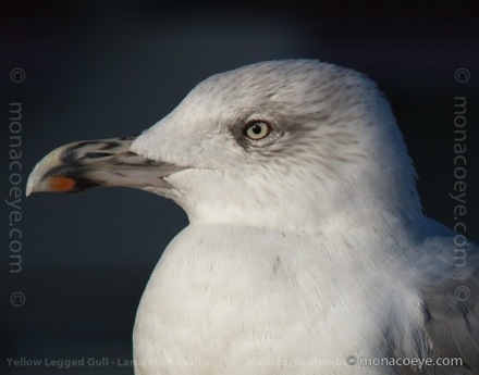 Yellow Legged Gull - Larus michahellis