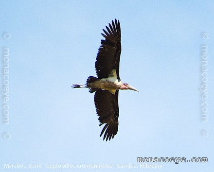 Marabou Stork - Leptoptilos crumeniferus