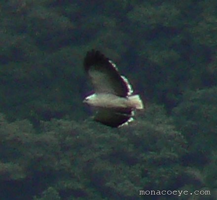 Leucopternis polionotus - Mantled Hawk