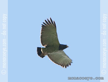 Barred Hawk - Leucopternis princeps